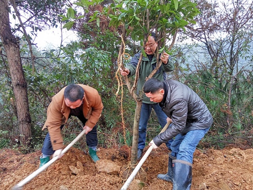 农机局局长傅斌克（中）正在扶正树苗.jpg