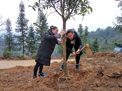 母女同植幸福树.jpg